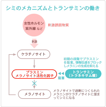 トランサミン(トラネキサム酸)の働き