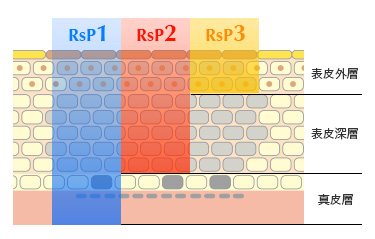 リバースピール(肝斑ピール)