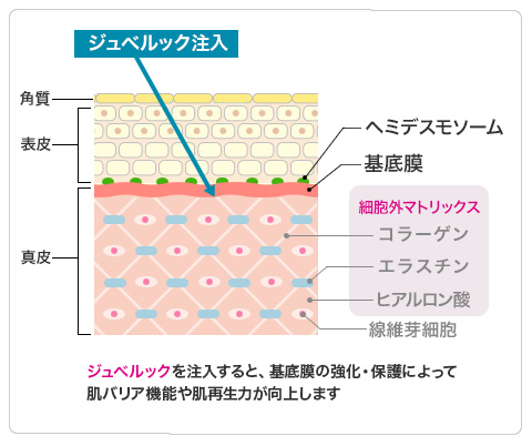 ジュベルックを注入すると、基底膜の強化によって肌再生力が向上する。