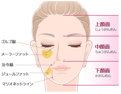 上顔面、中顔面、下顔面の範囲